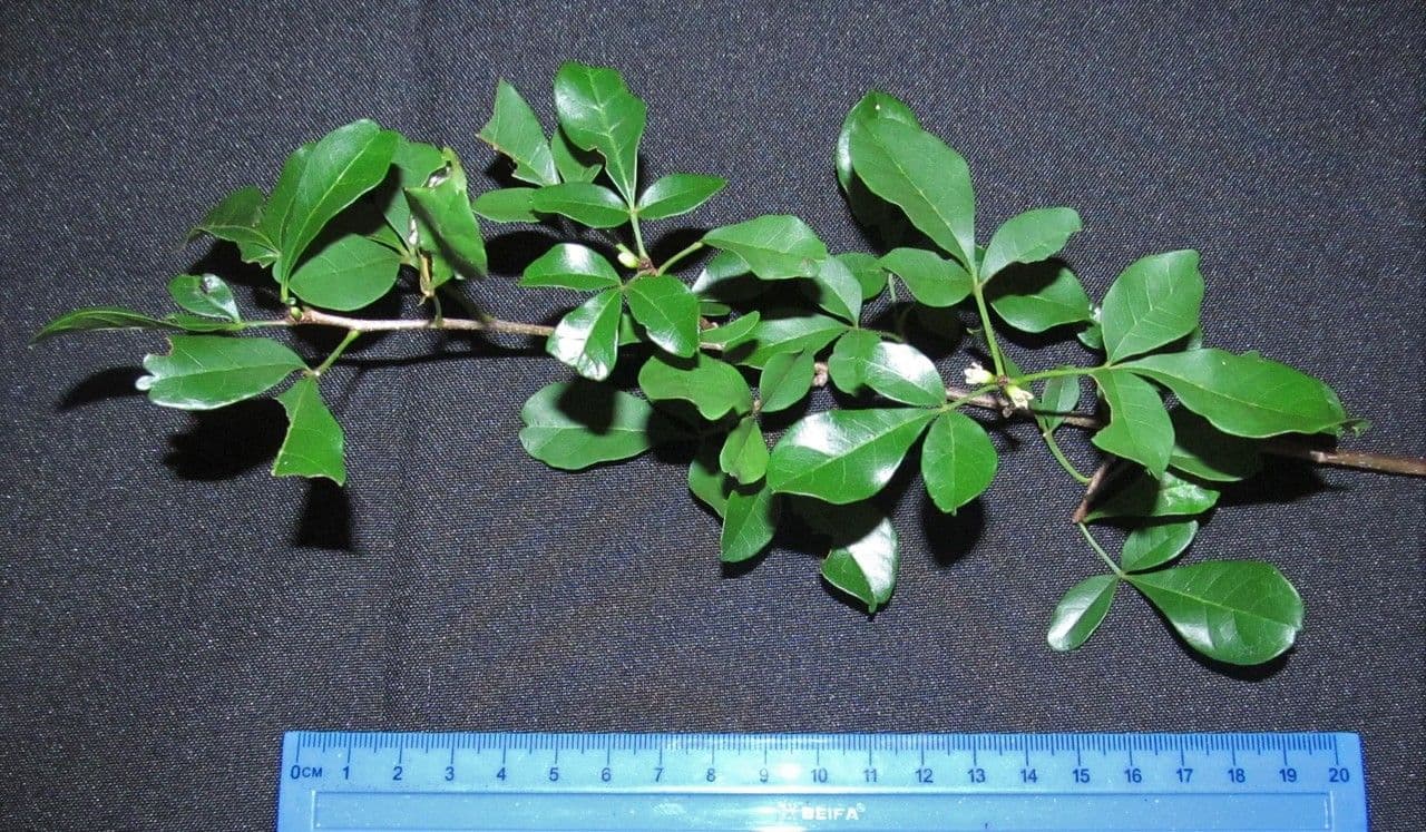 Trichilia 20