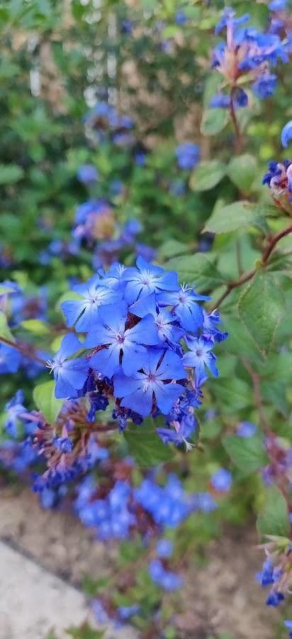 Ceratostigma 11