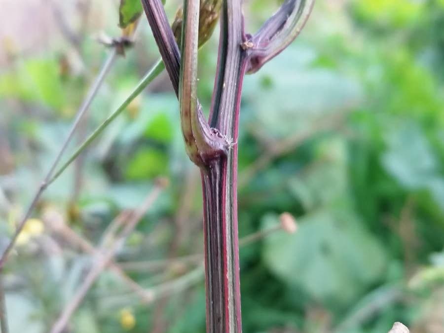 Bidens bipinnata 21