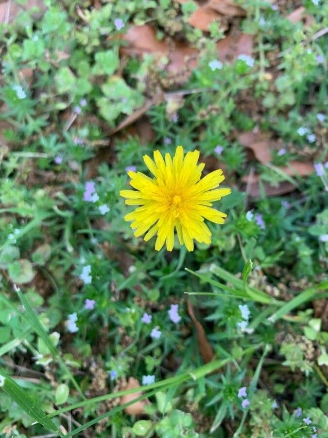 Taraxacum platycarpum