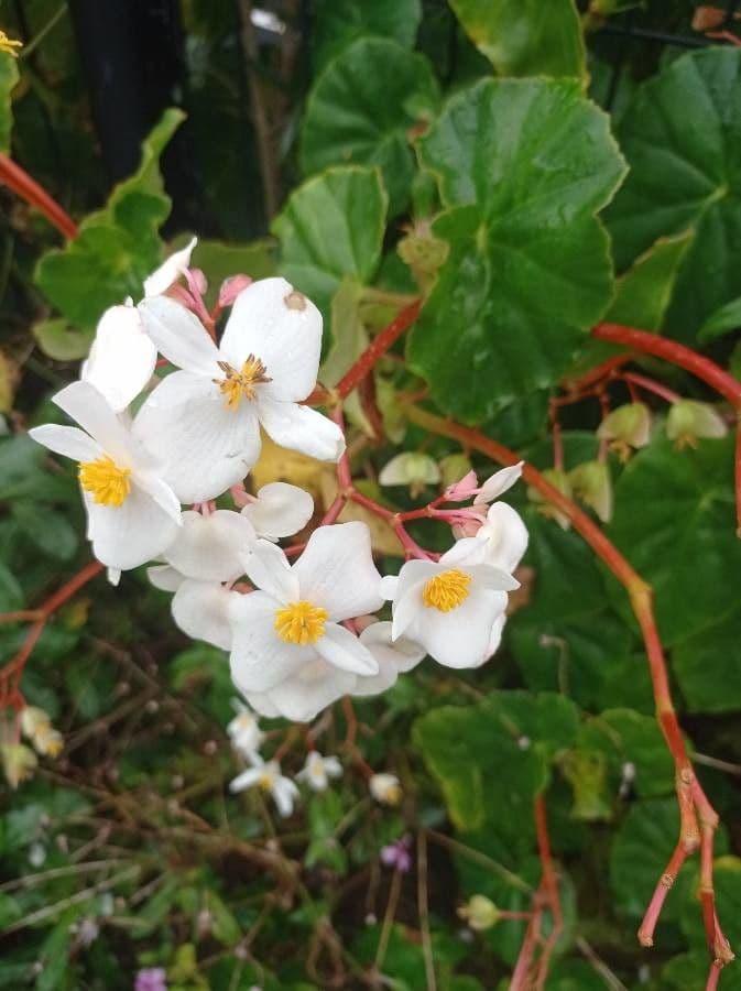 Begonia 5