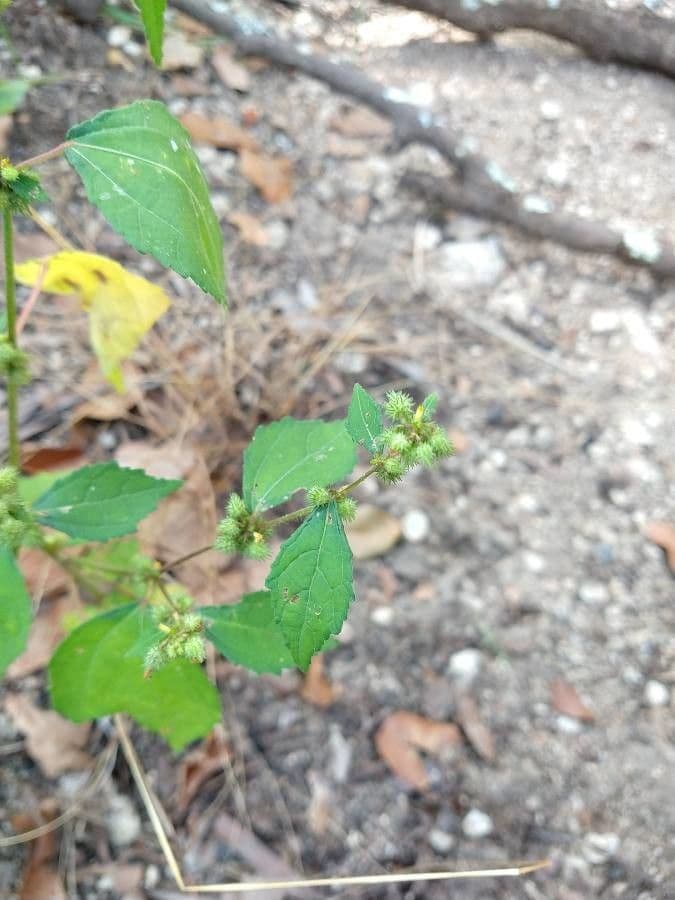 Triumfetta rhomboidea 5