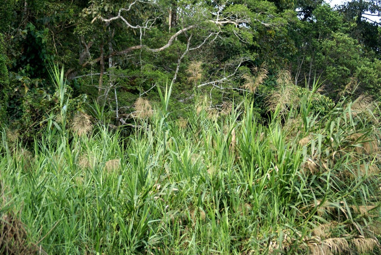 Saccharum 5