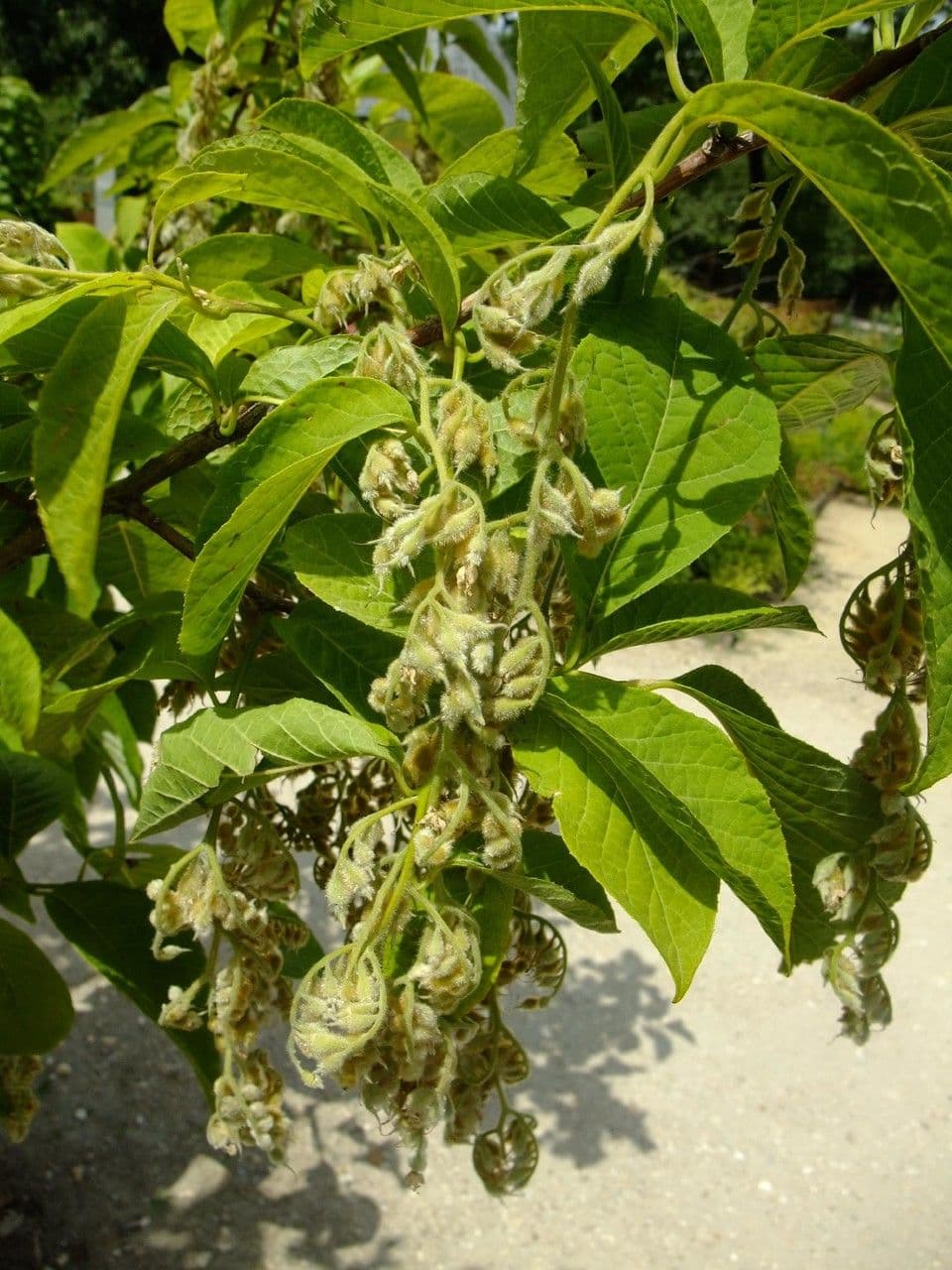 Pterostyrax hispidus 8
