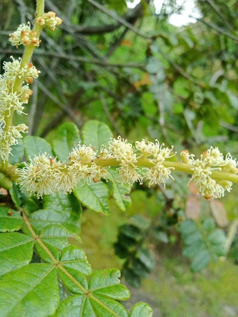 Weinmannia pubescente