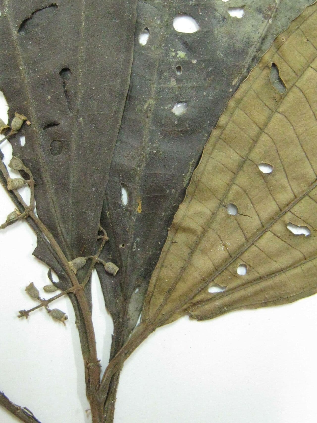 Miconia splendens 2