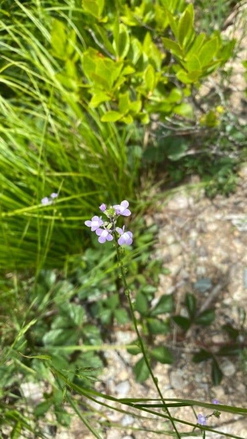 Nuttallanthus floridanus