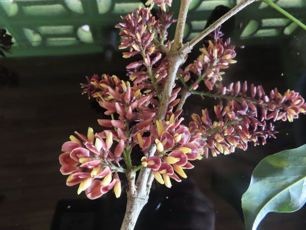 Platymiscium 3