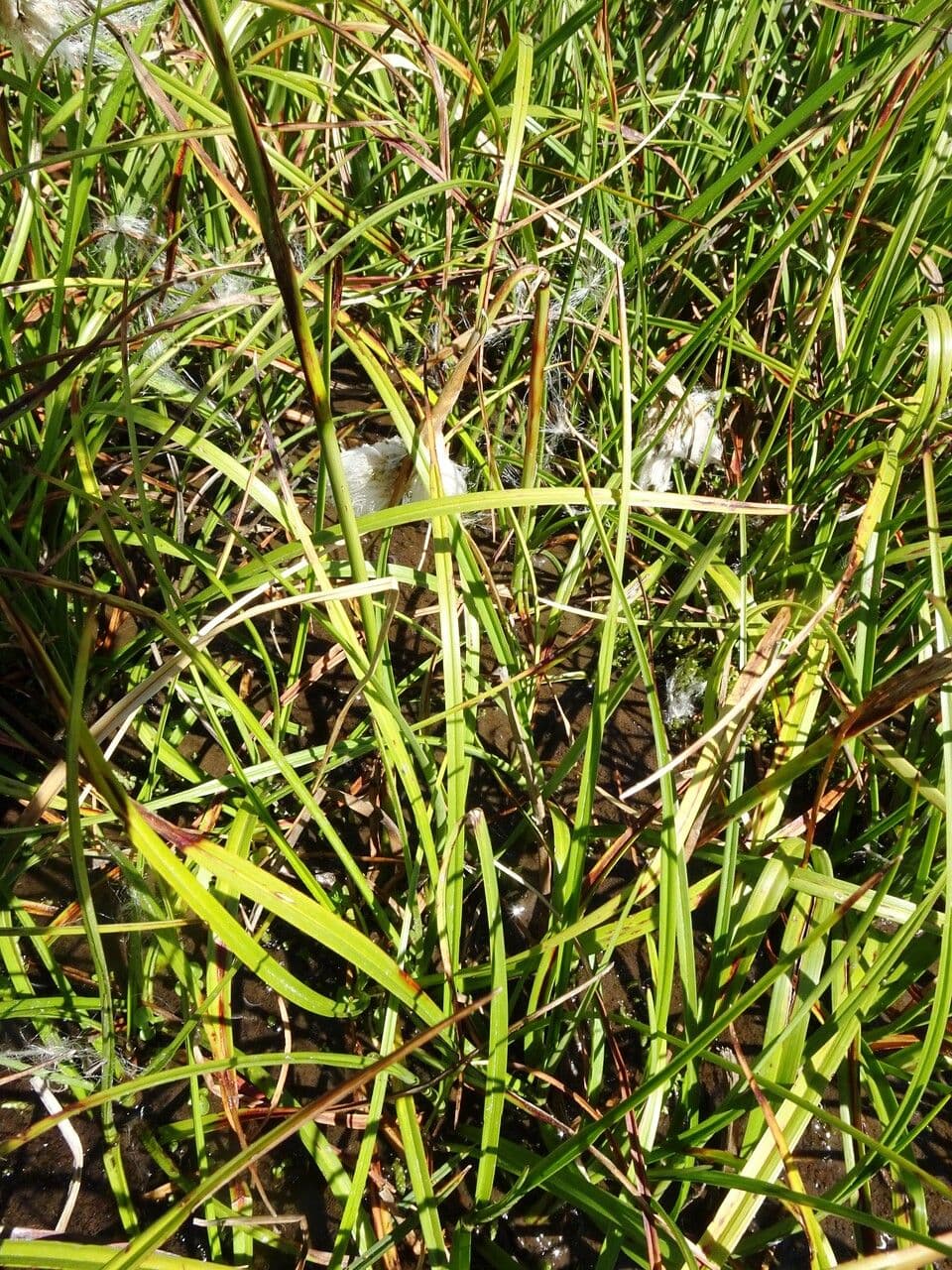 Schmalblättriges Wollgras 19
