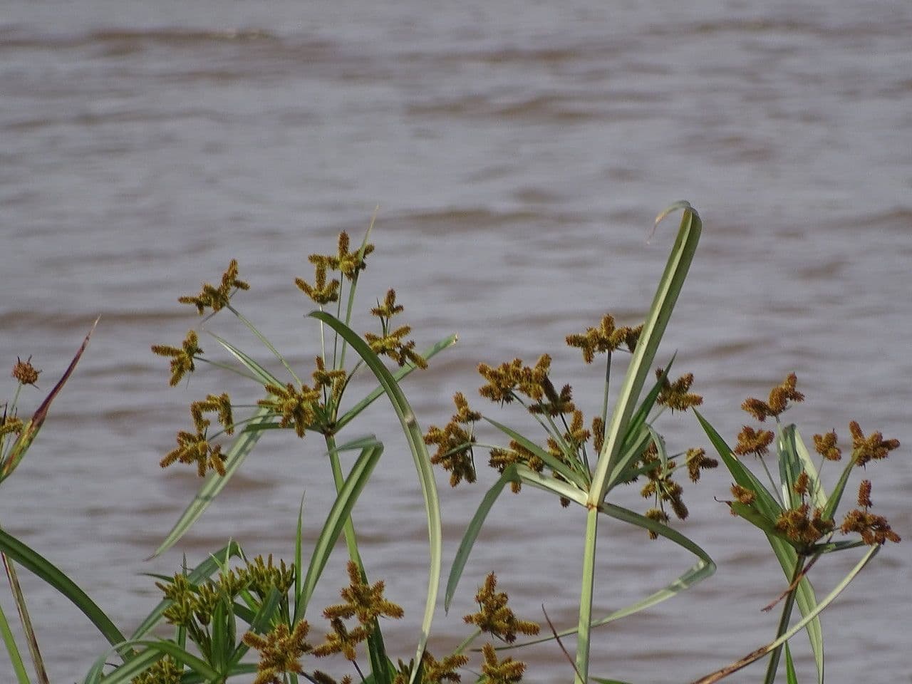 Bolboschoenus 3