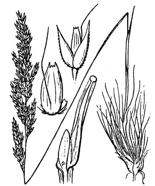 Agrostis curtisii 21