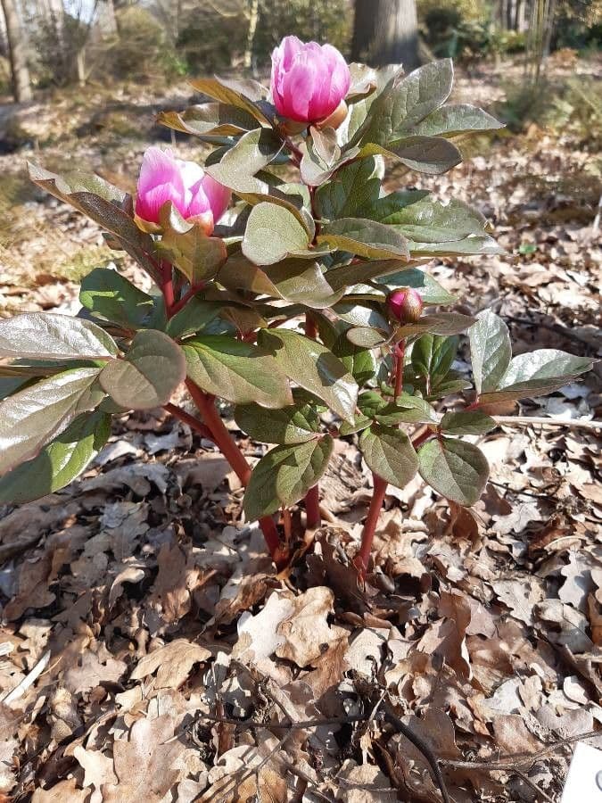 Peonia Corsa 7