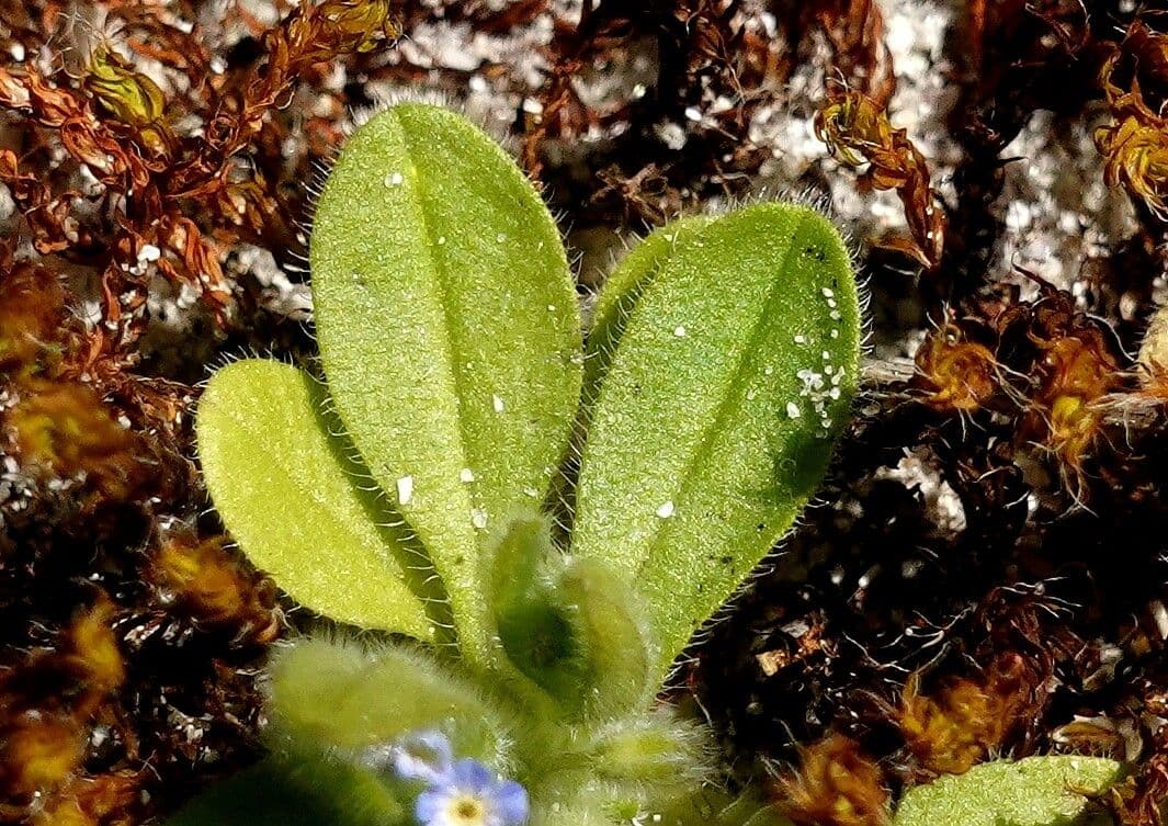 Miosotide ramosissima 19