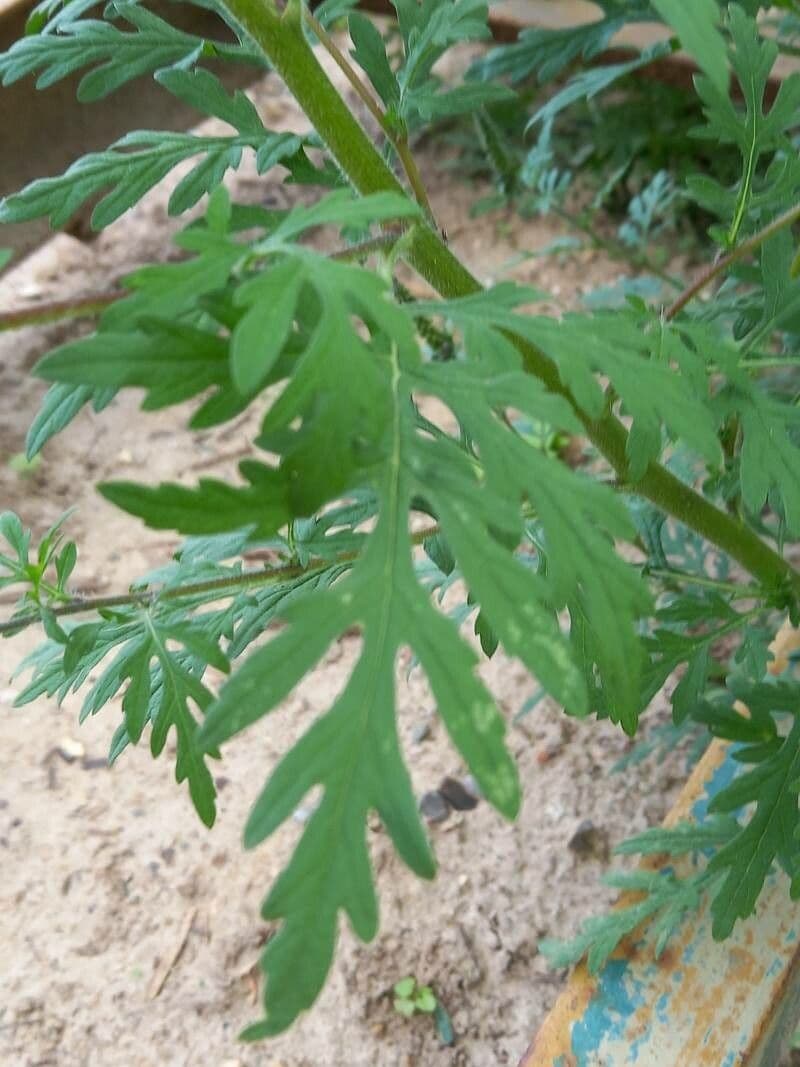 Ambrózia palinolistá 13