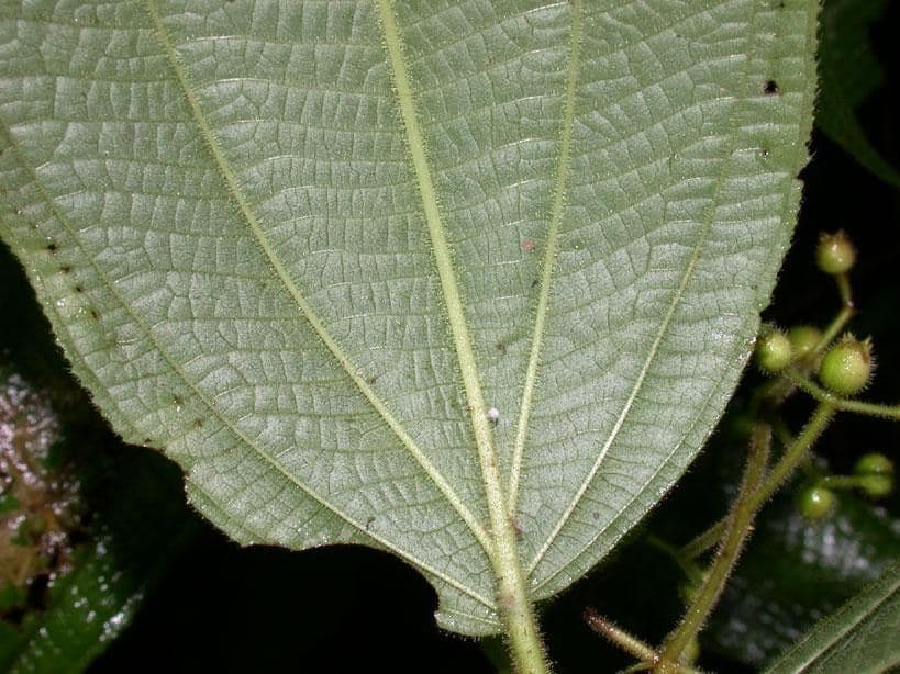 Miconia 10