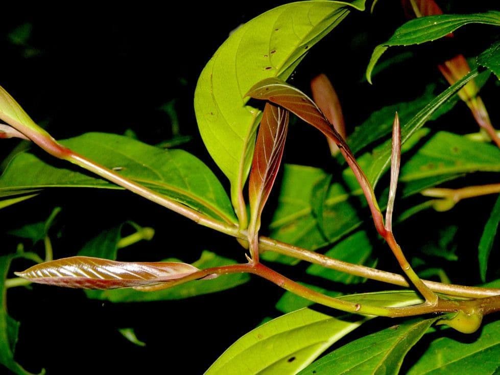 Ocotea insulare 20