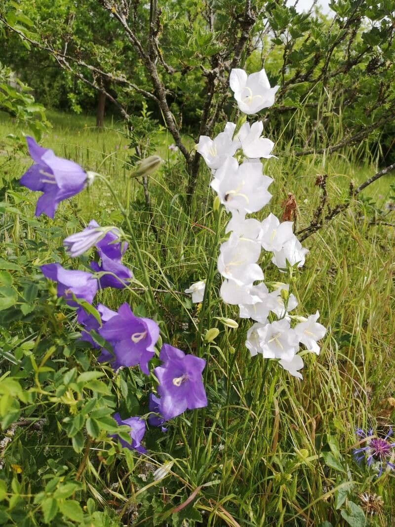 Campanula 3
