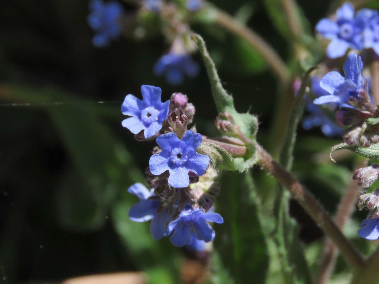 Cynoglottis barrelieri 5