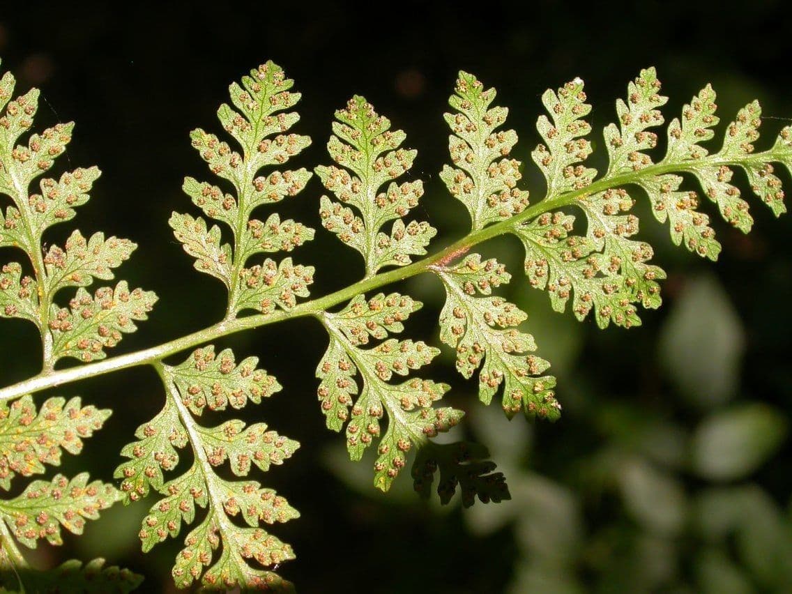 Cystopteris protrusa 9