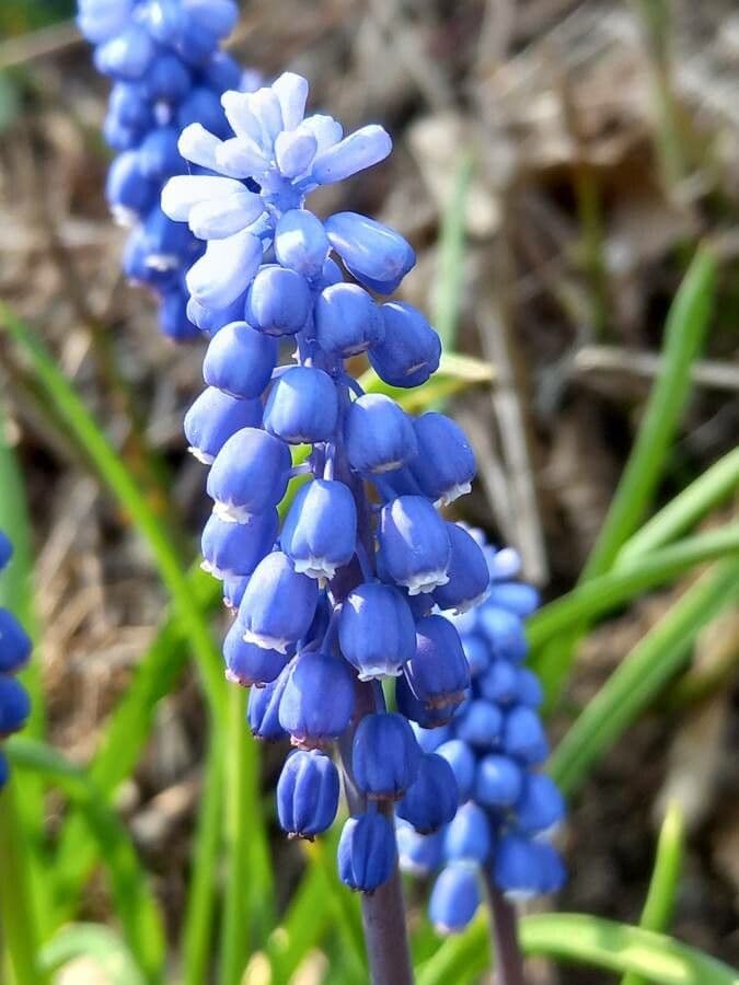 Muscari armeniaco 9