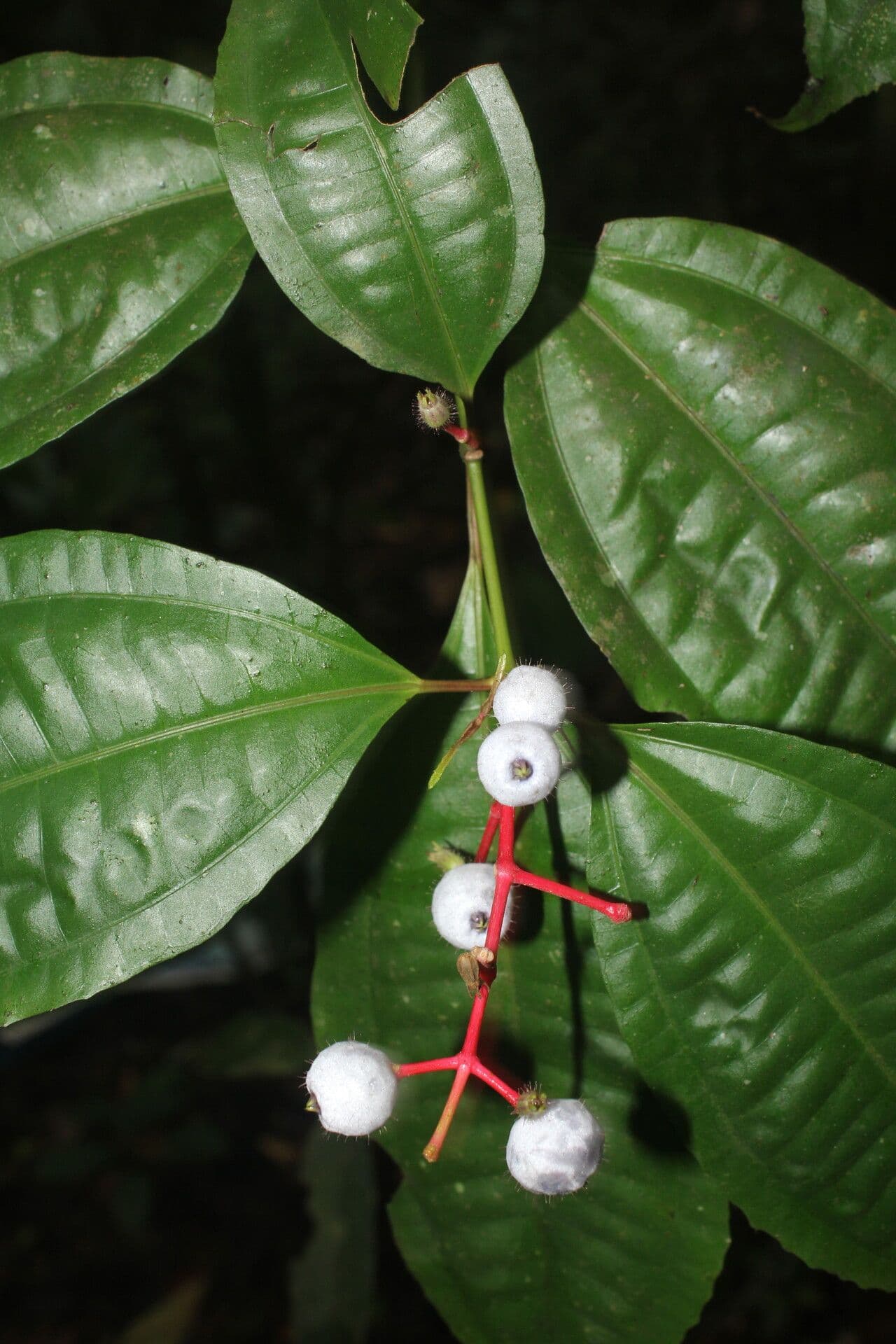 Miconia 7