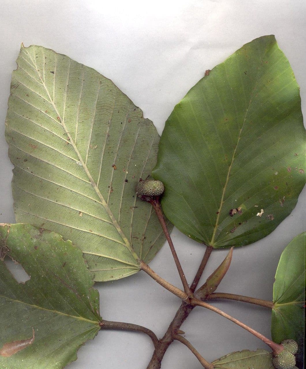 Coussapoa villosa 20
