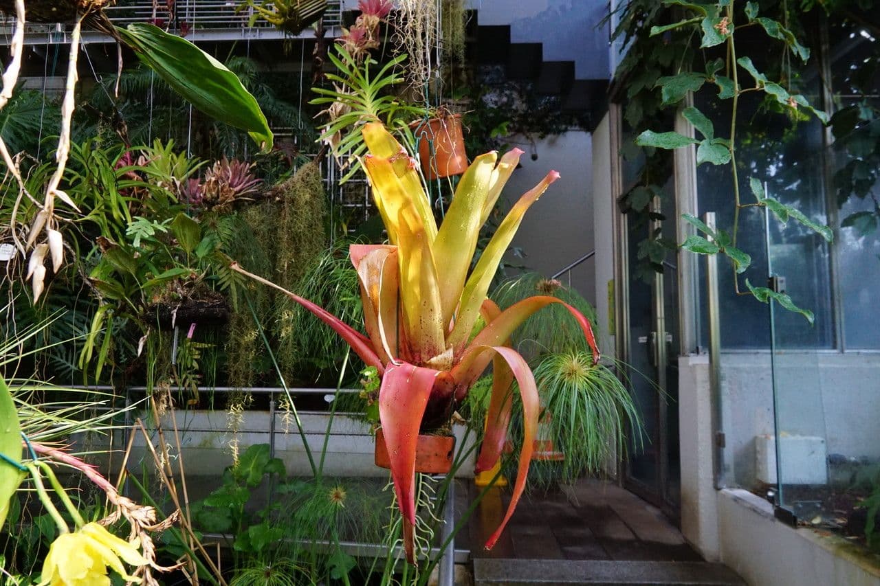 Aechmea 4