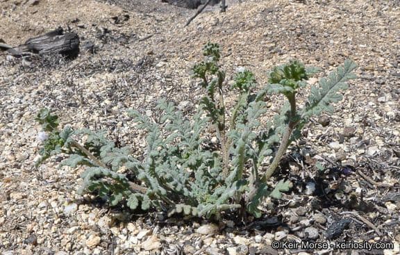 Phacelia affinis 6