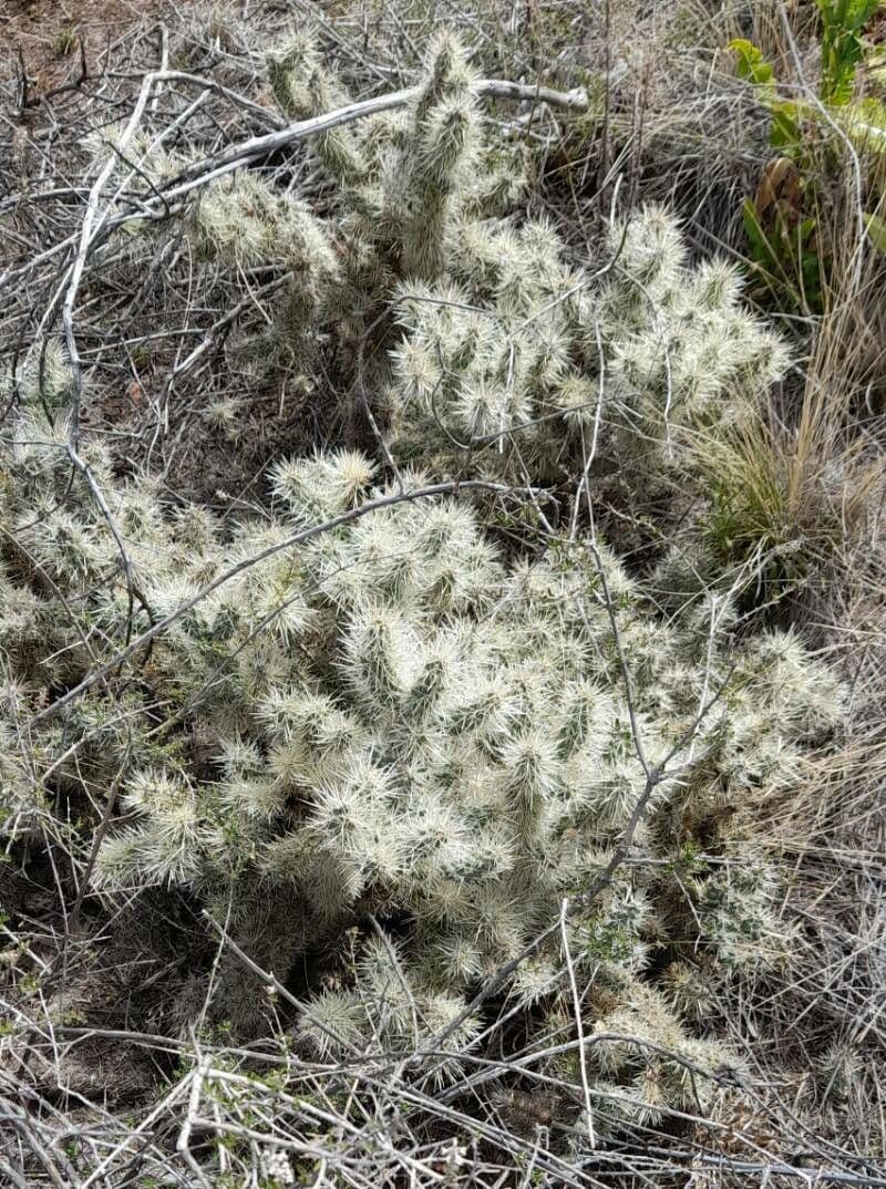 Ummantelte Cholla 11