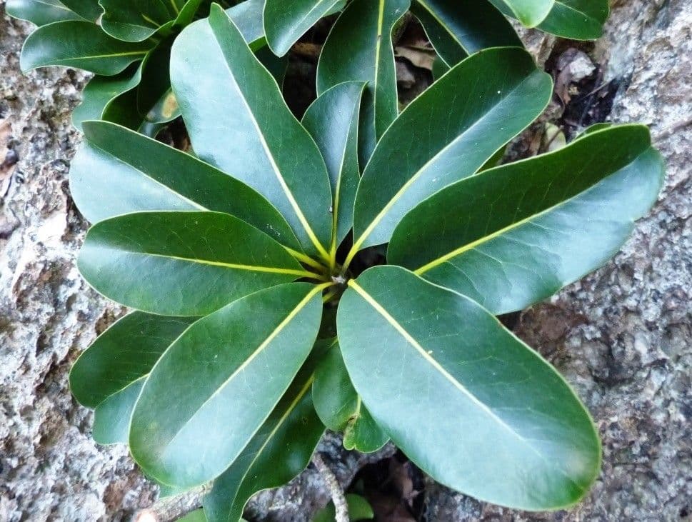 Pichonia 12
