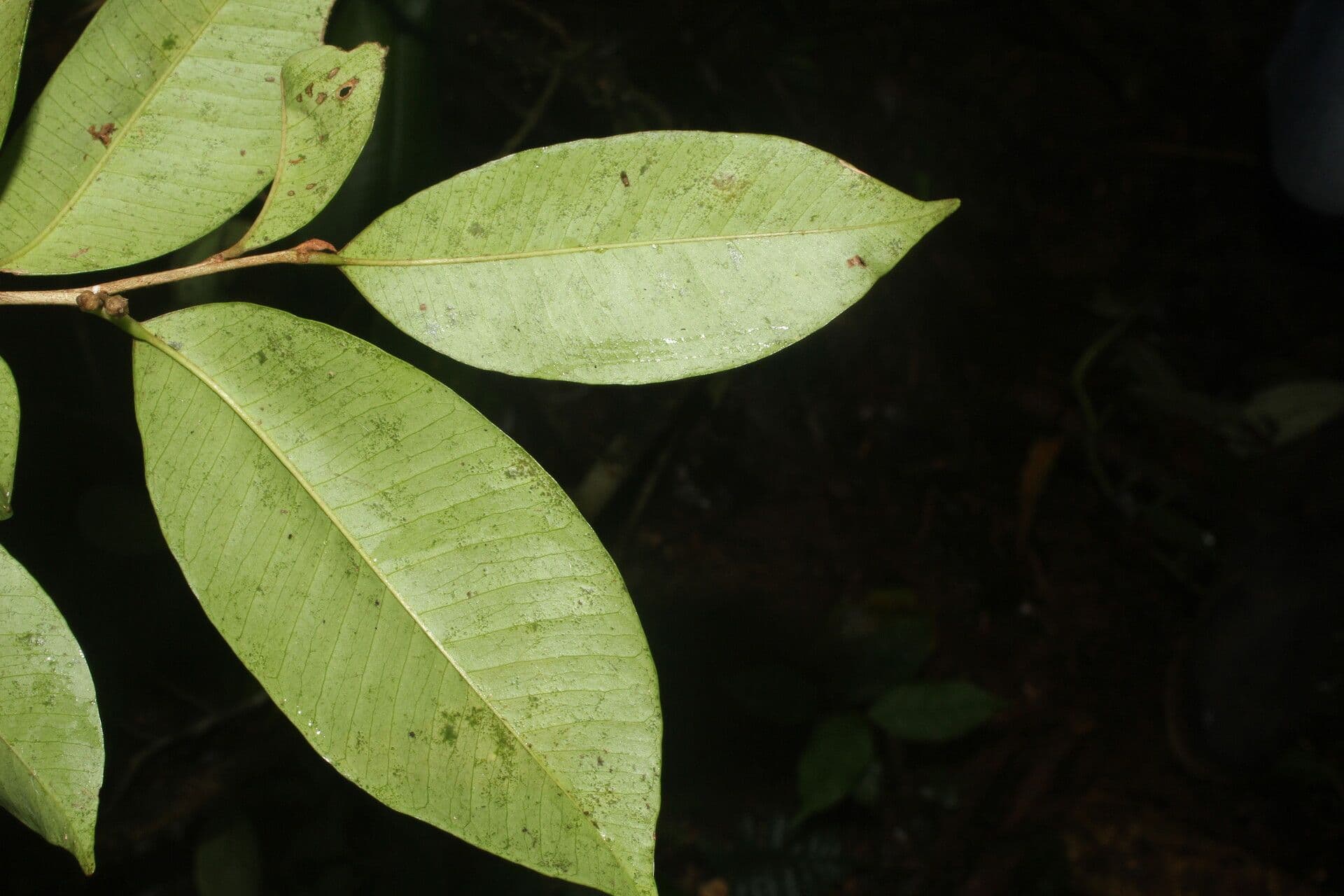 Chrysophyllum 15