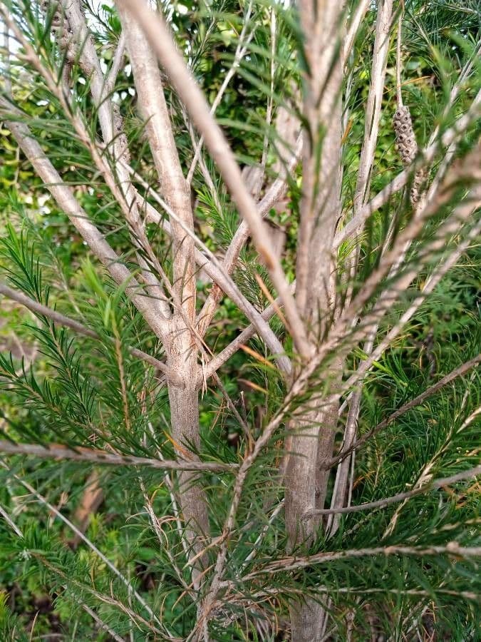 Melaleuca armillaris 23