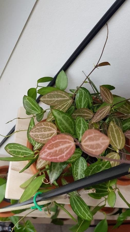 Dischidia 5