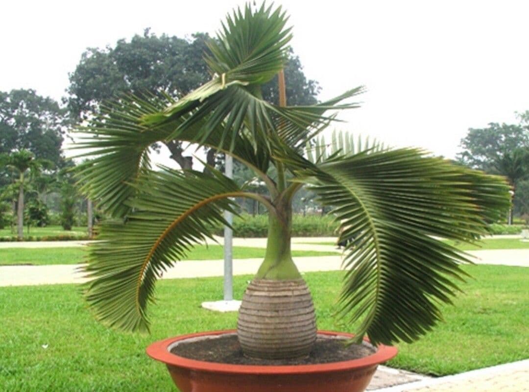 Palmier bouteille 18