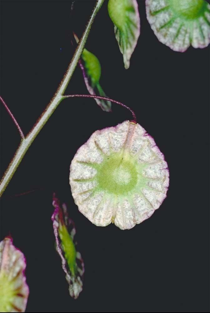 Thysanocarpus