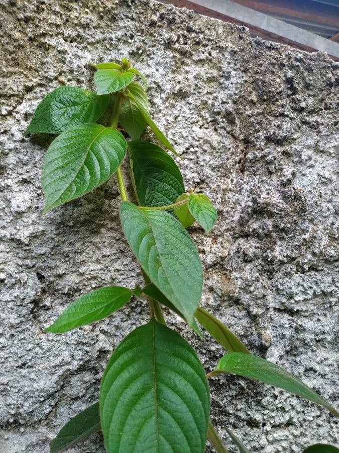 Mussaenda erythrophylla 15