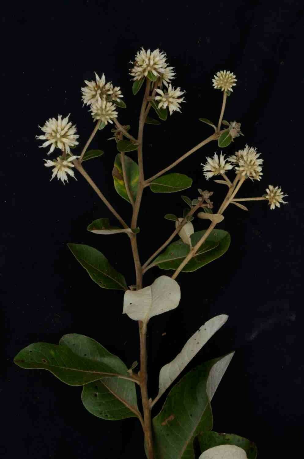 Eremanthus 5