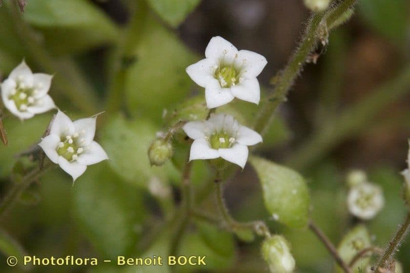 Borracina fragrante 5
