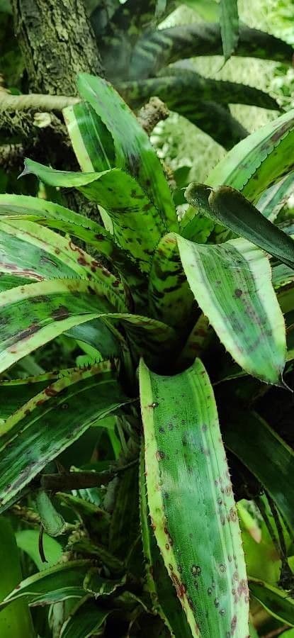 Aechmea 7