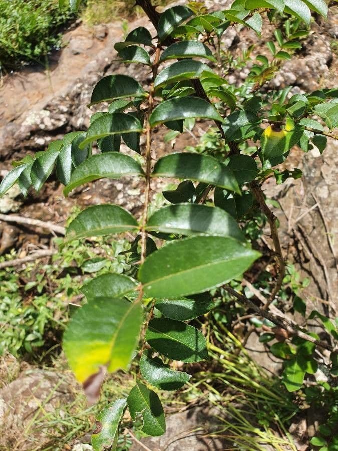 Zanthoxylum 3