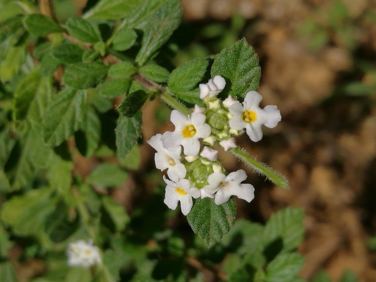 Puerto-Rico-Oregano 4