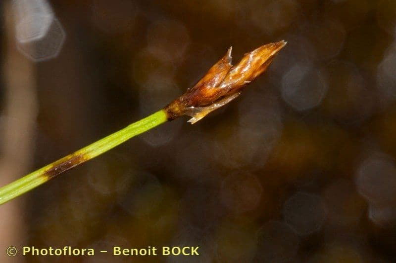 Strick-Segge 3