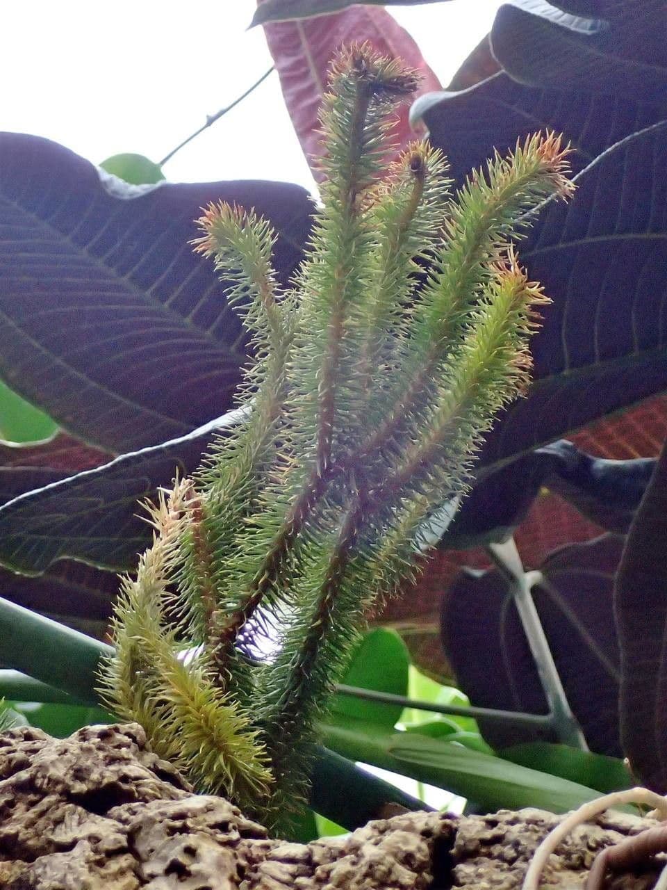 Huperzia squarrosa 2