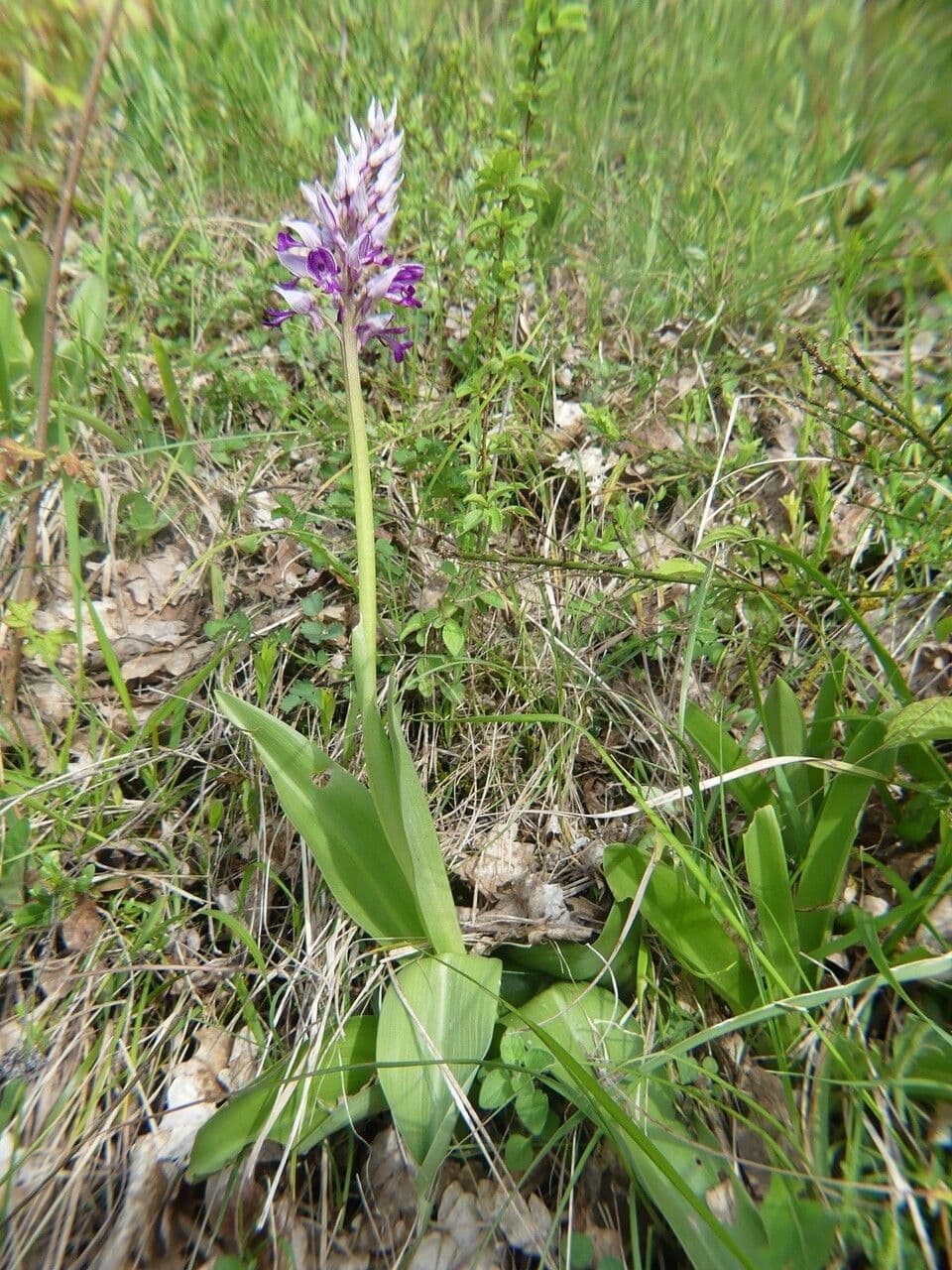 Orchidea militare 21