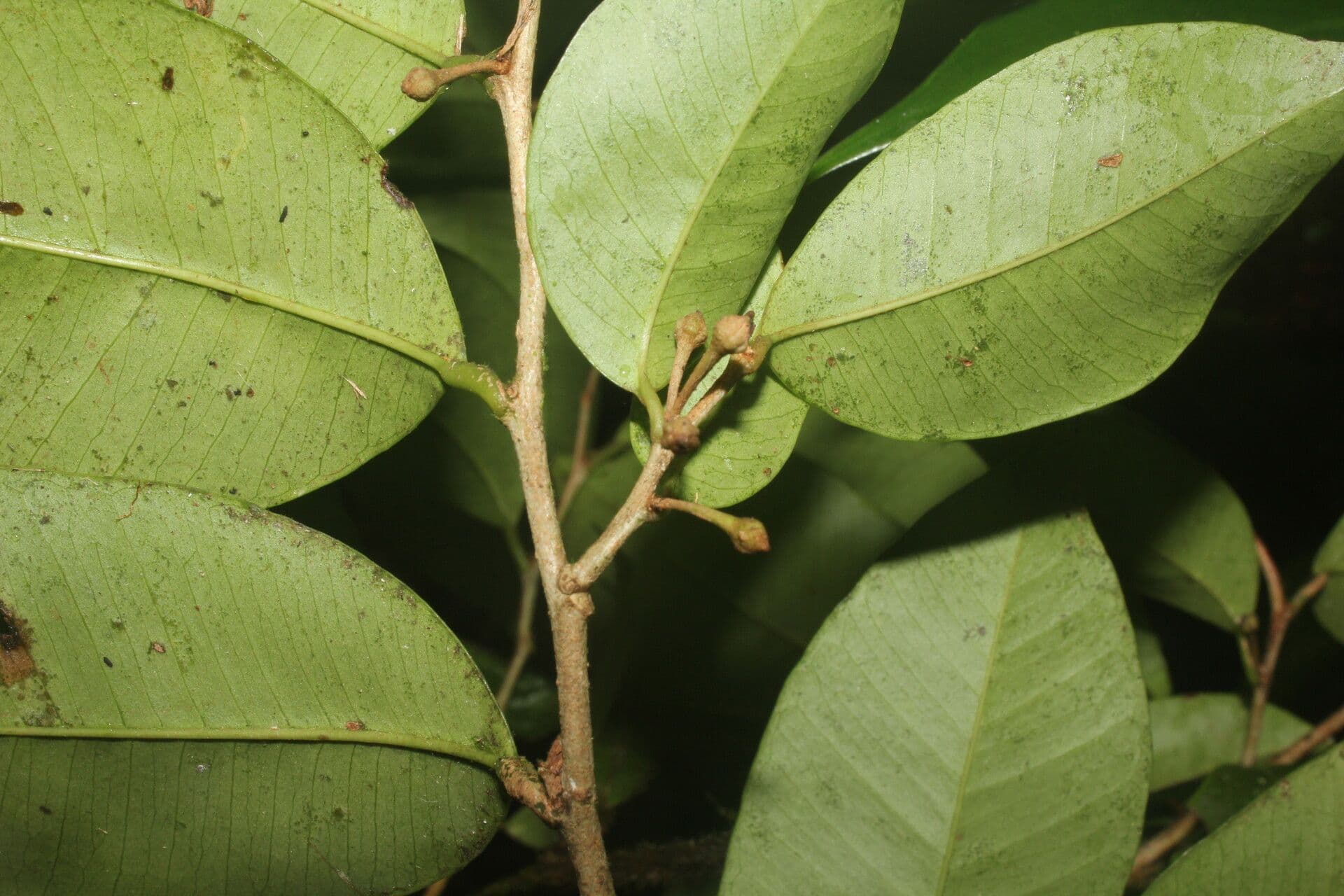 Chrysophyllum 4