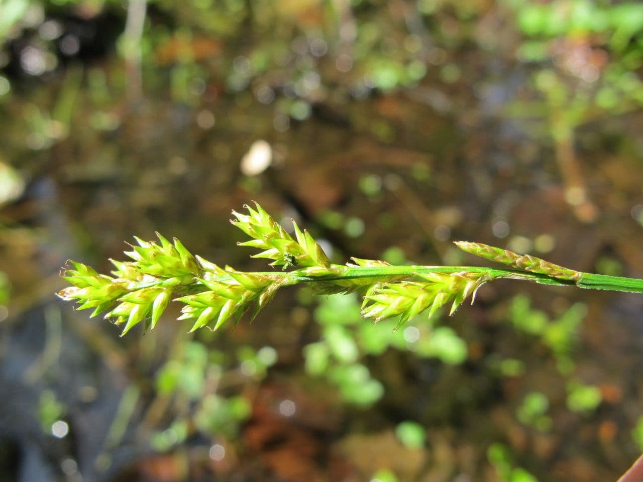 Laîche allongée 5