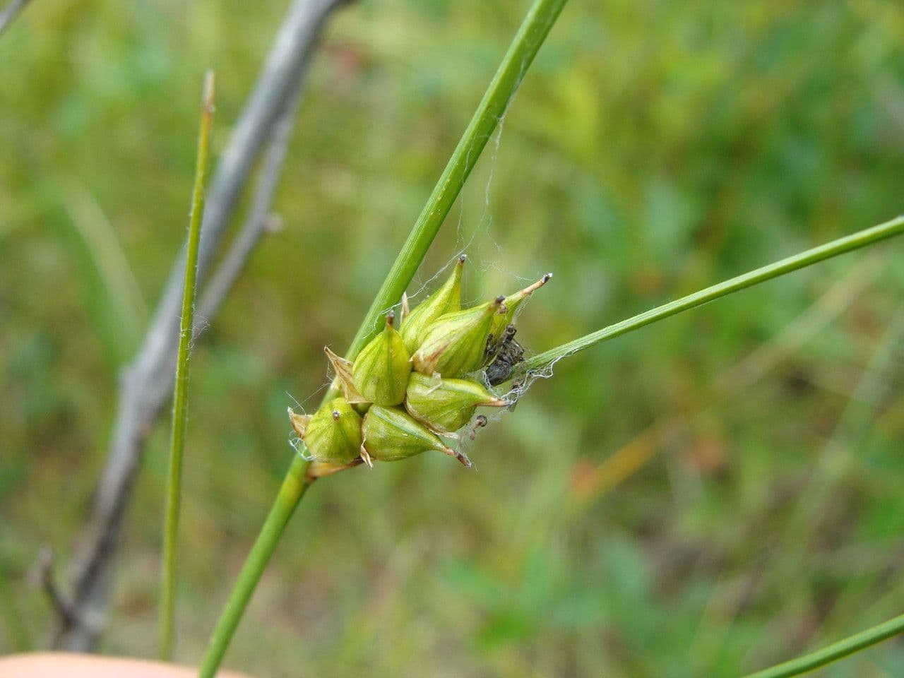 Wenigsamiger Sauerampfer