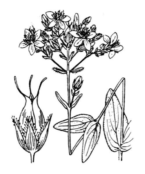 Třezalka horská 26