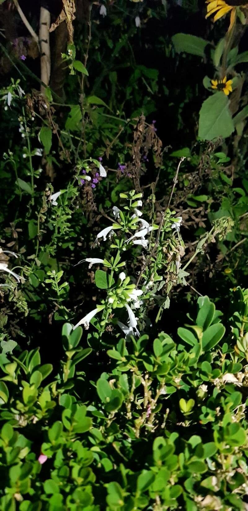 Salvia scarlatta 10