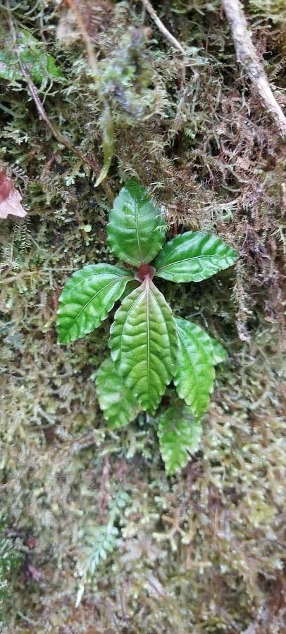 Pilea